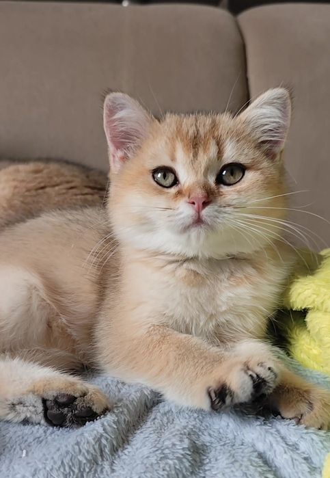 Прямоухие вислоухие котята шотландская золотая шиншилла