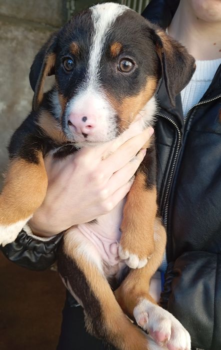 Bebés para adoção responsável