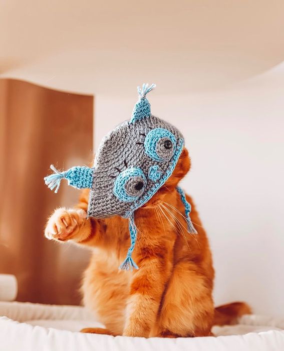 Помогу вам выбрать котика бесплатно