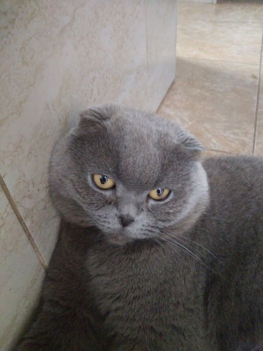 Продам котят от  породистих батьків.