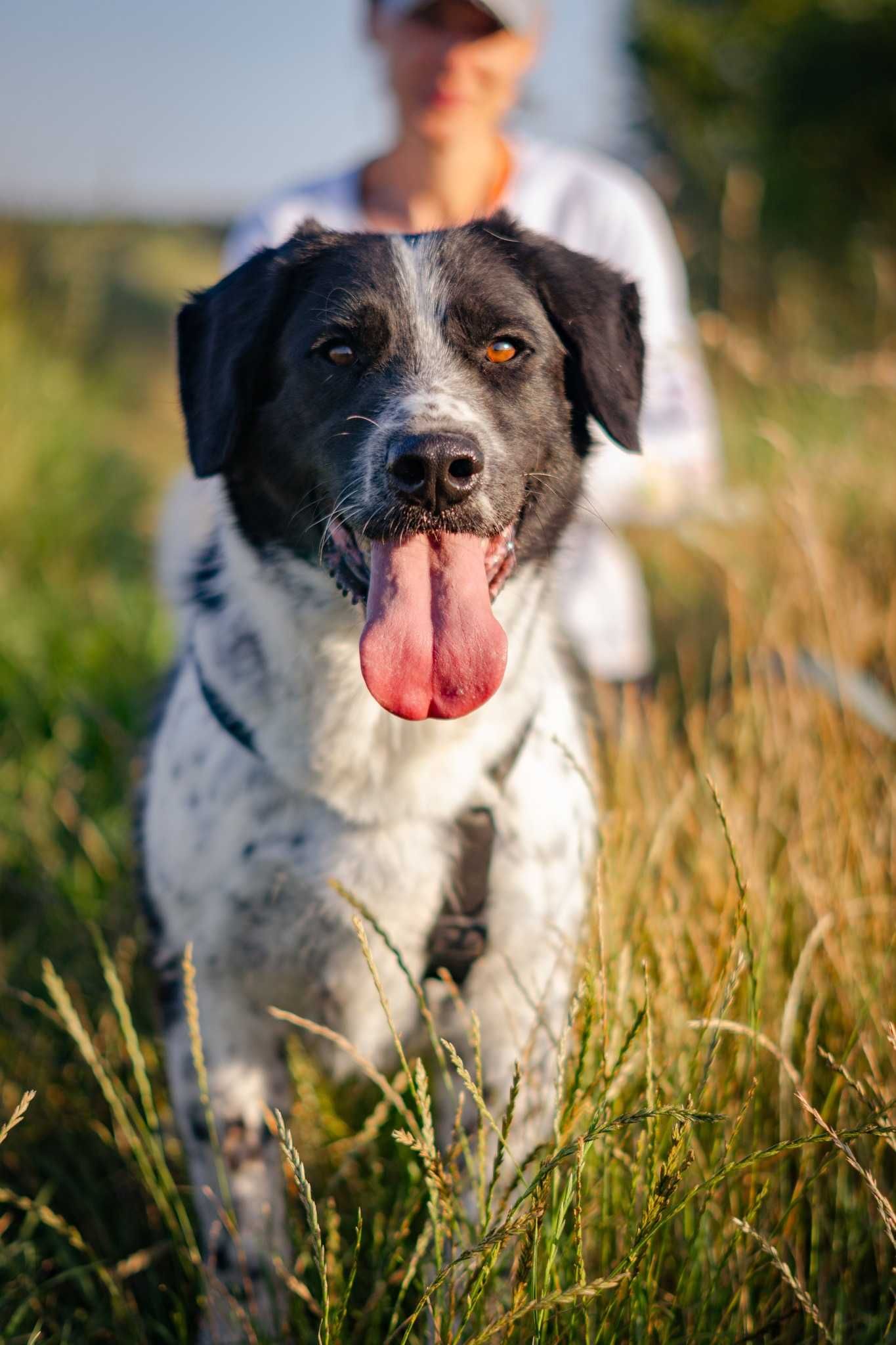 Kajtek typie springer spaniel szuka domku