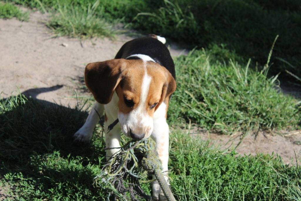 Beagle piesek do odbioru
