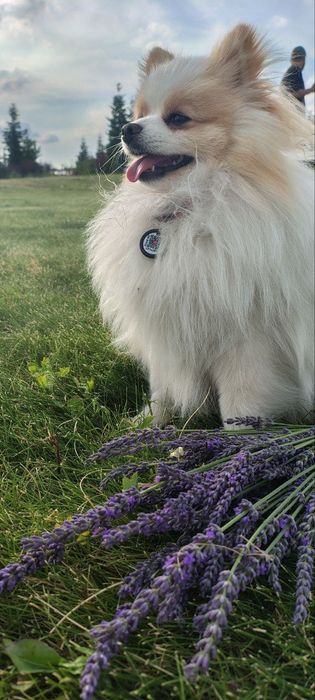 Померанський шпіц для в'язки