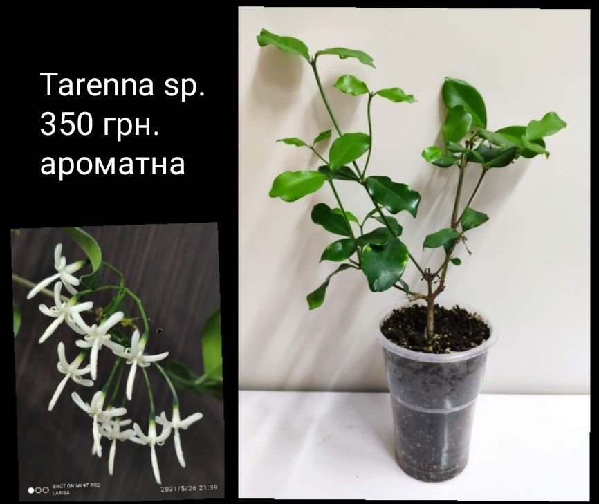 Цитарексилум, ароматные комнатные цветы