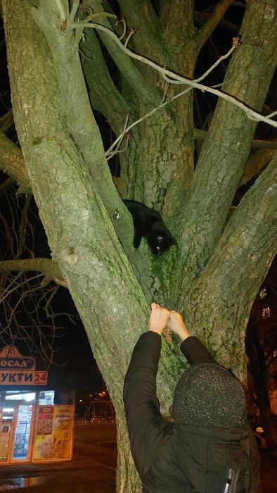 Найден чёрный кот