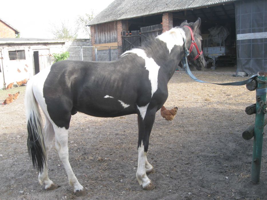 Ogier srokaty Cezar