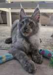 Kocurek Maine coon czarny dymny