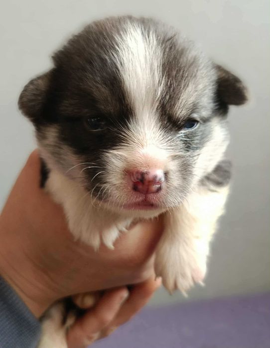 Welsh corgi pembrok -chłopak