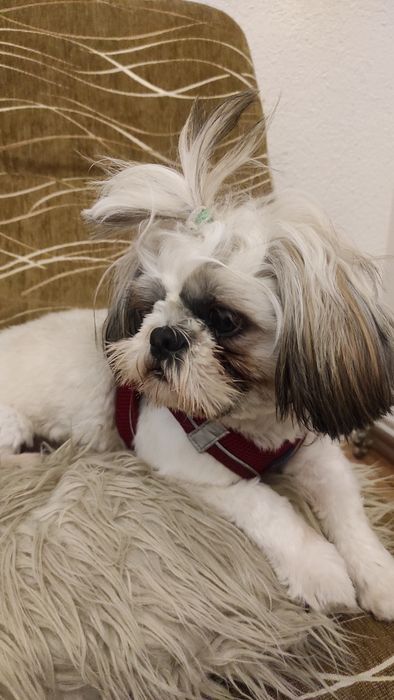 Sprzedam shih tzu z rodowodem