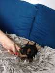 Oddam Yorkshire terrier