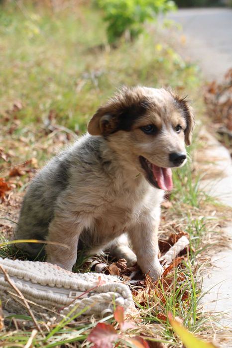 цуценята безкоштовно буде до 10 кг