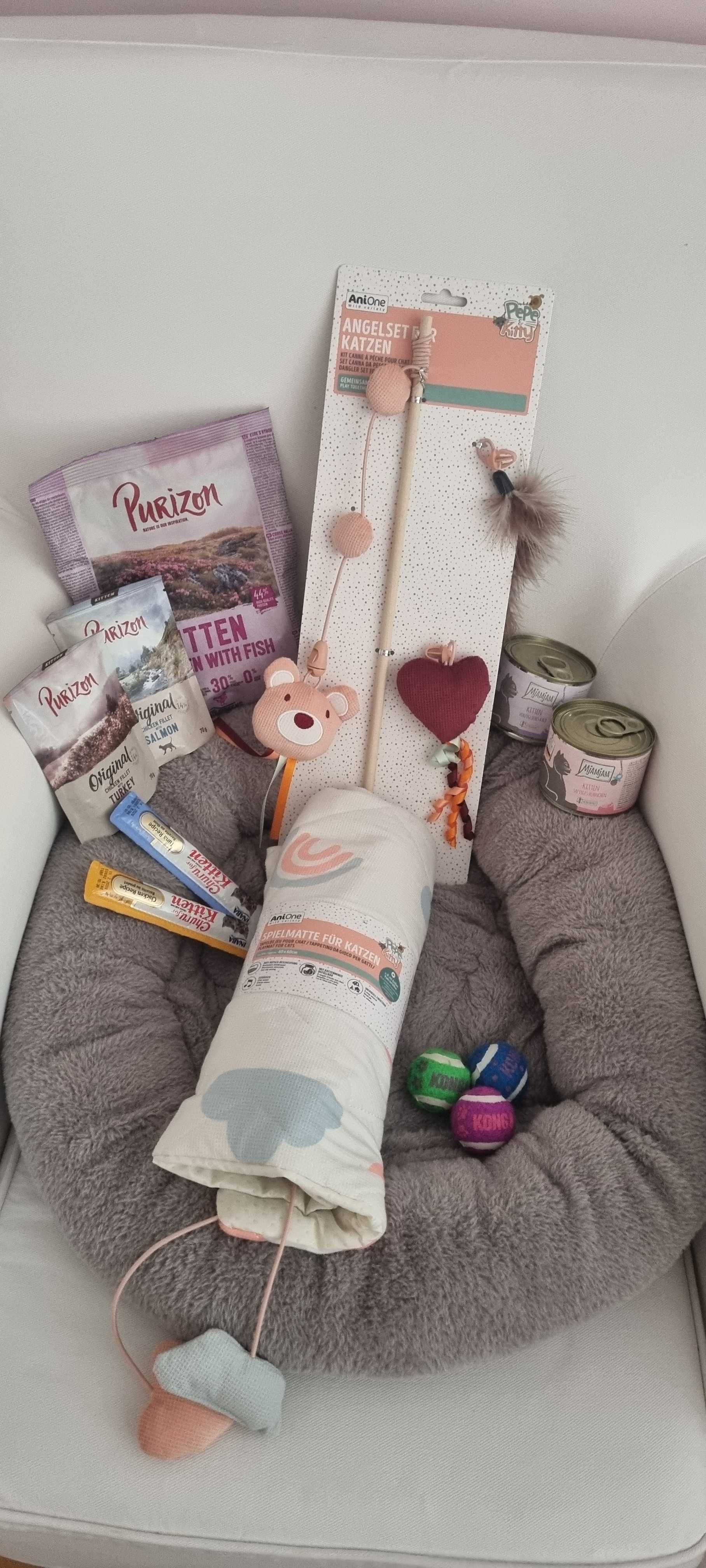 Kotka rasy Ragdoll, Bicolour blue z wyprawką!