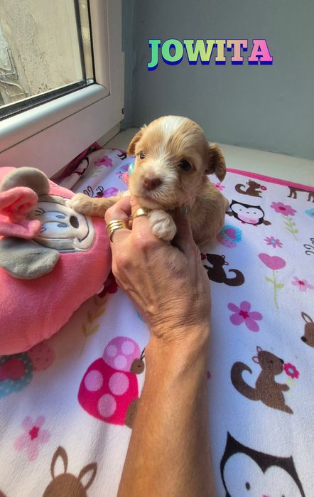 Suczka golddust choco (gen merle) ZAREZERWOWANA