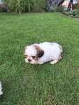 8tyg shih-tzu mini gotowe do zmiany domu