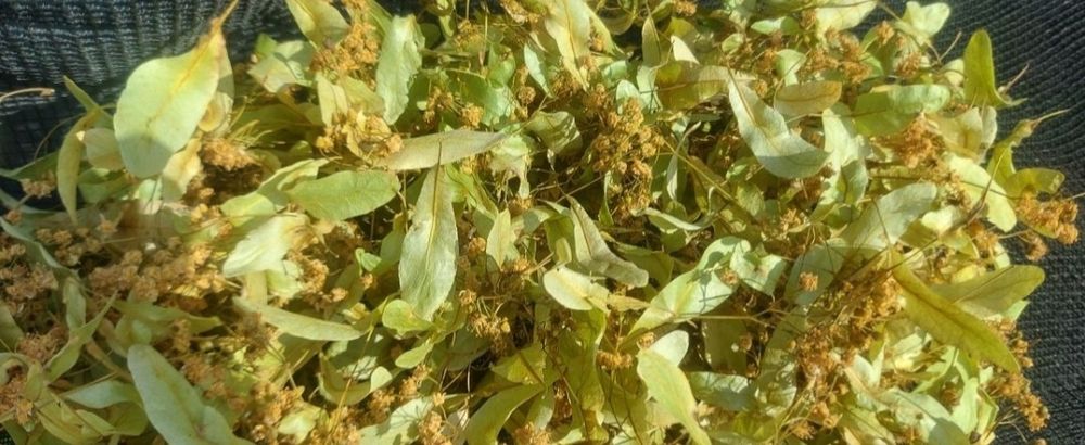 suszony kwiat lipy 2025 r lipa 10 dag