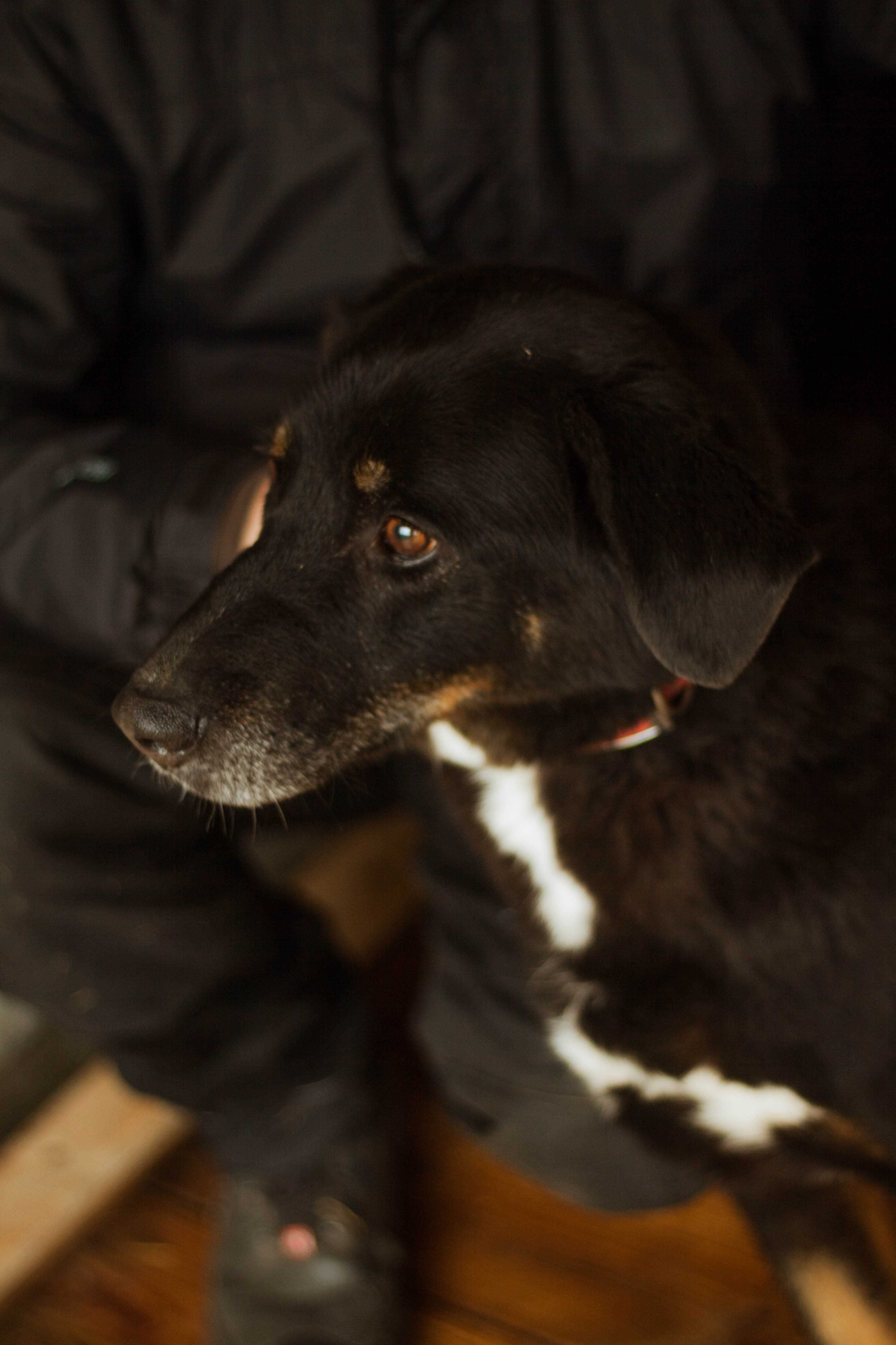 Saba dorosła, miła suczka do adopcji!