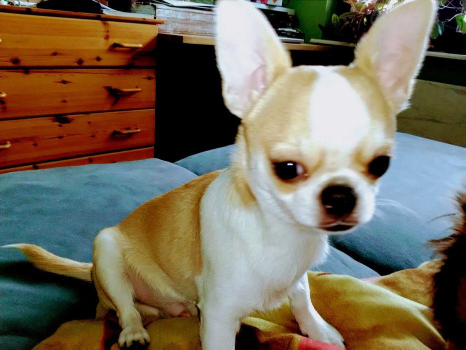 Chihuahua piesek gotowy na zmianę domu