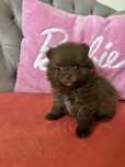 Pomeranian czekoladowa suczka