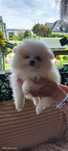 Pomeranian boo aktualne