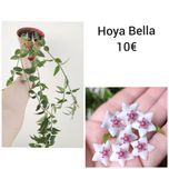 Hoya Bella - flor de cera