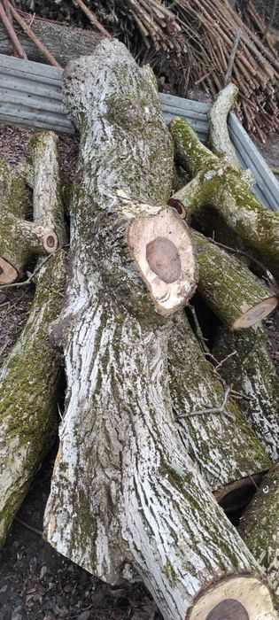 Orzech włoski pień