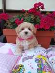 Maltipoo maltańczyk pudel toy