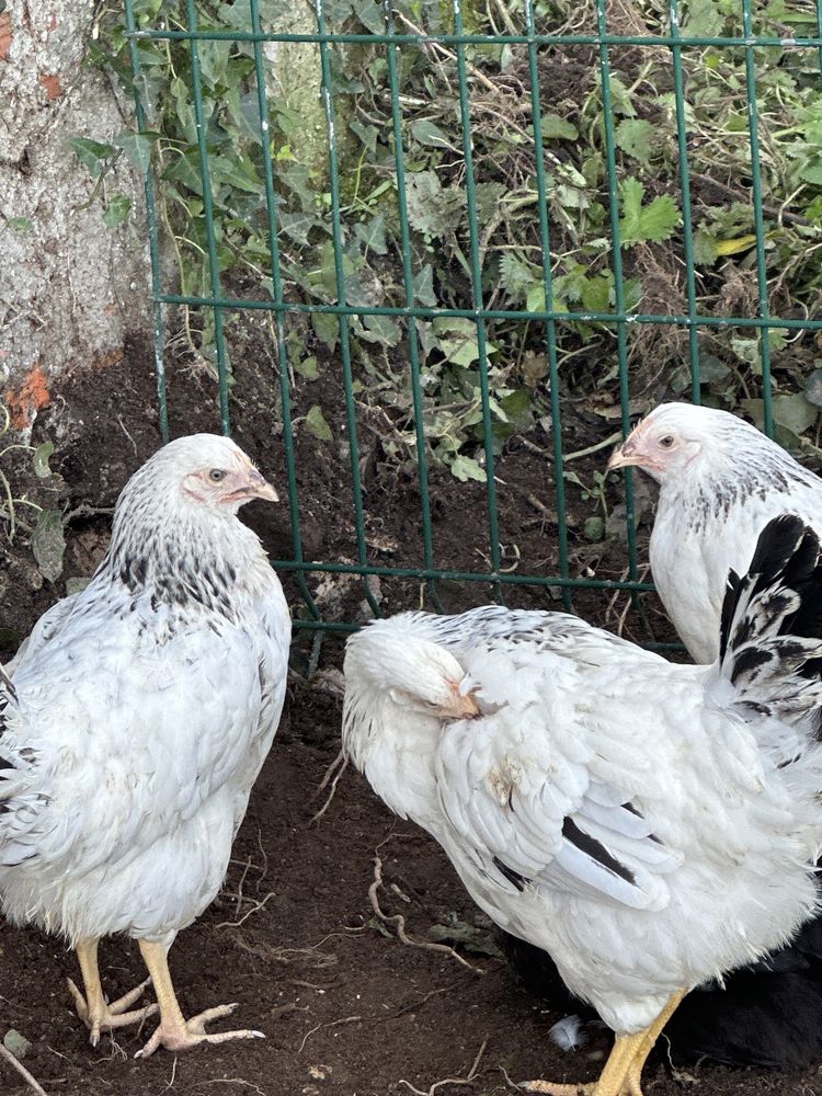 Vendo galinhas prontas para comecar a postura em boa fase