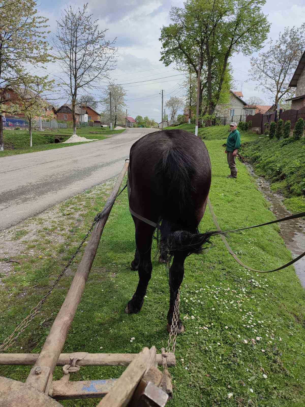 Продається кобила