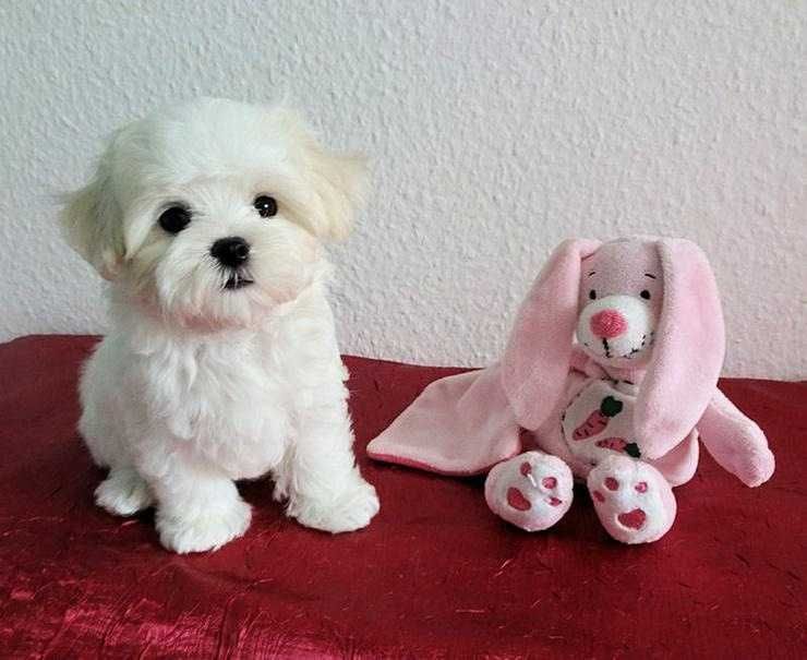 Suczka maltańczyk maltańczyk