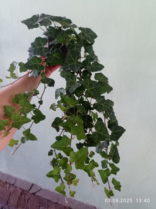 Продам вічно зелений плющ