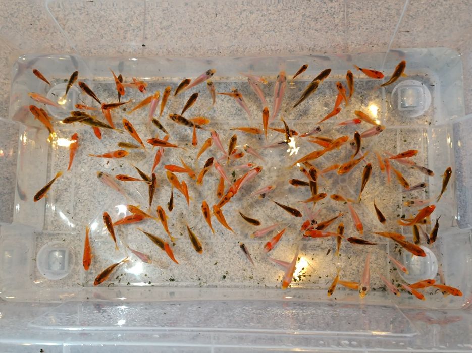 Carpas koi para lagos e aquários