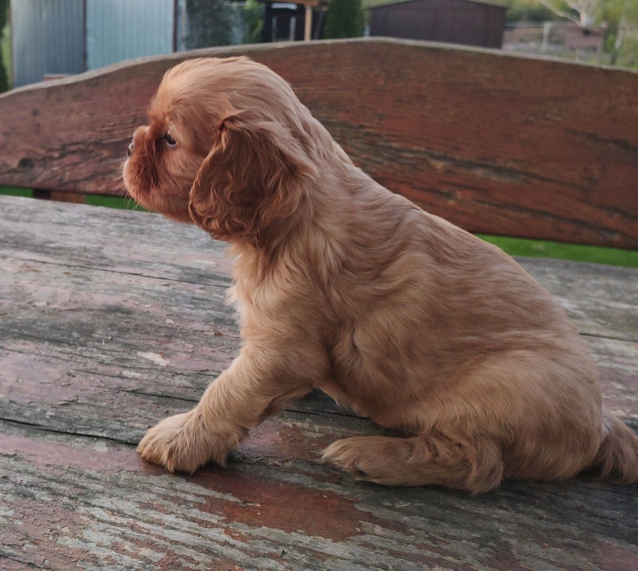 Cavalier King Charles Spaniel Piesek Ruby