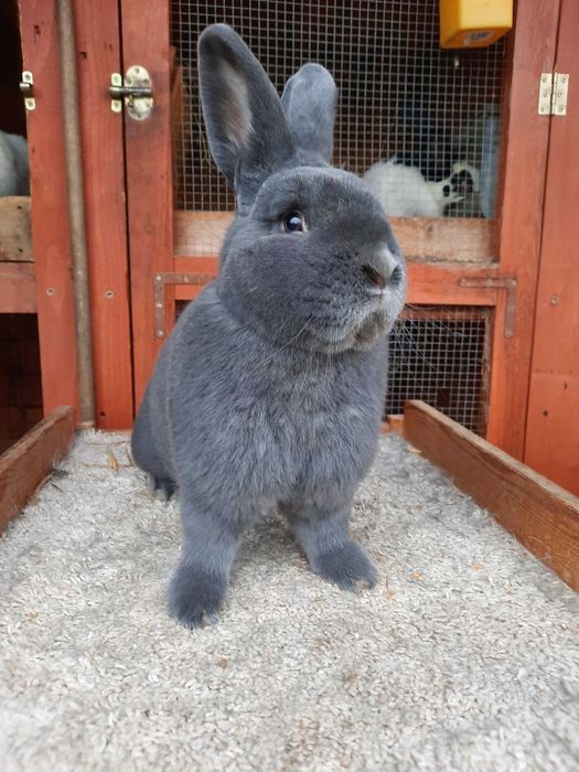 Samiec z rodowodem wiedenskie niebieski WN dorosły 95 punktów
