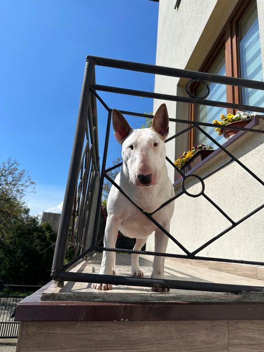 Oddam bulteriera – przyjazny pies szuka domu