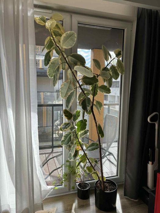 Ficus elastica, ponad 2,2 m