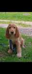 Cocker spaniel angielski