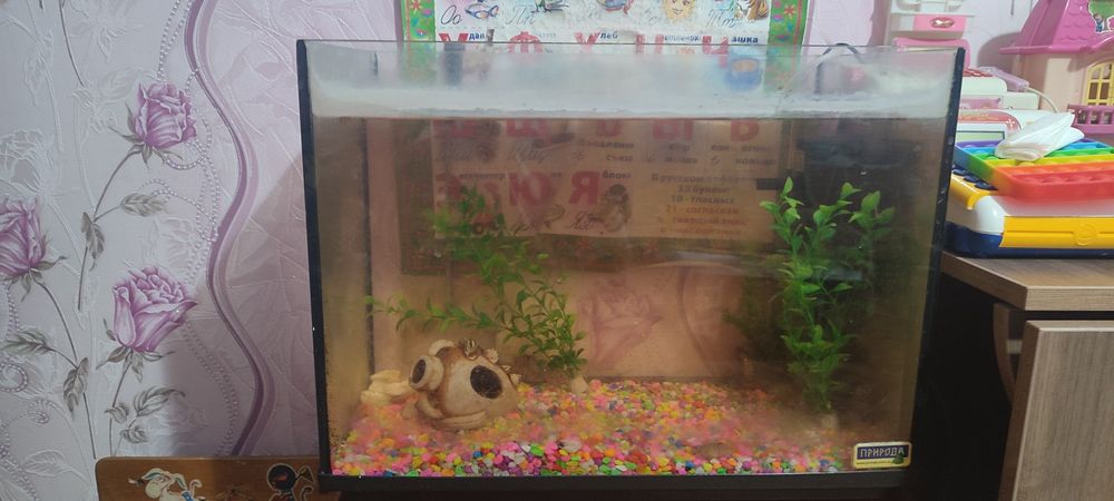 Чернополосая Цихлазома