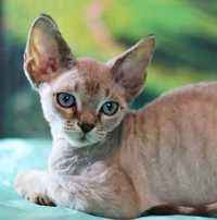 Роял девон, сфинкс, абиссинская шотландская кот кошка