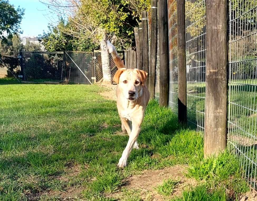 Max para adoção responsável