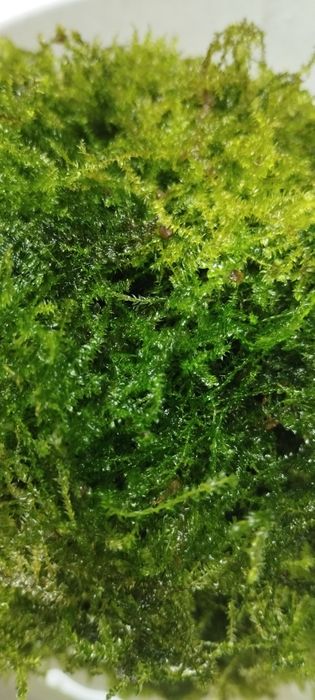 Mech Java. Duża ilość !