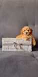 Śliczny piesek Maltipoo
