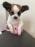 Chihuahua długowłosy piesek