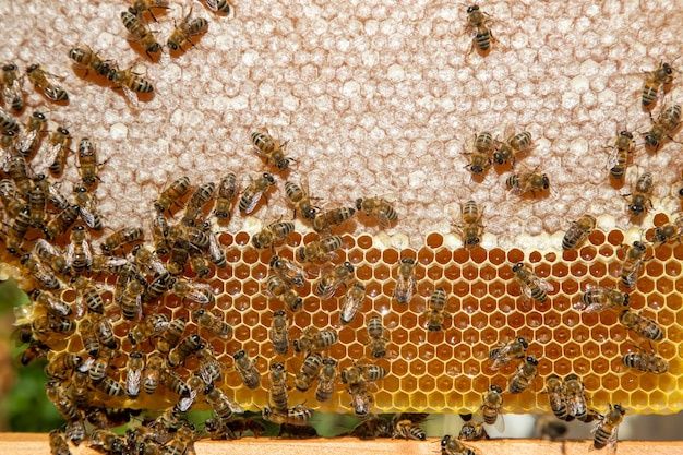 Мед 2025р з власної пасіки.За 1л-220-3л-600..