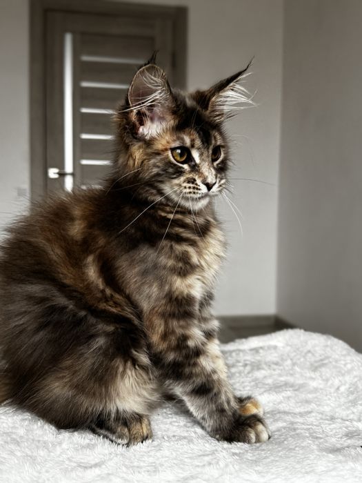 Мейн кун Chloe. Розплідник