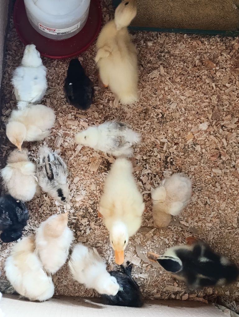 Vendo pintos ,sedosas do Japão brama buff pato Ruan