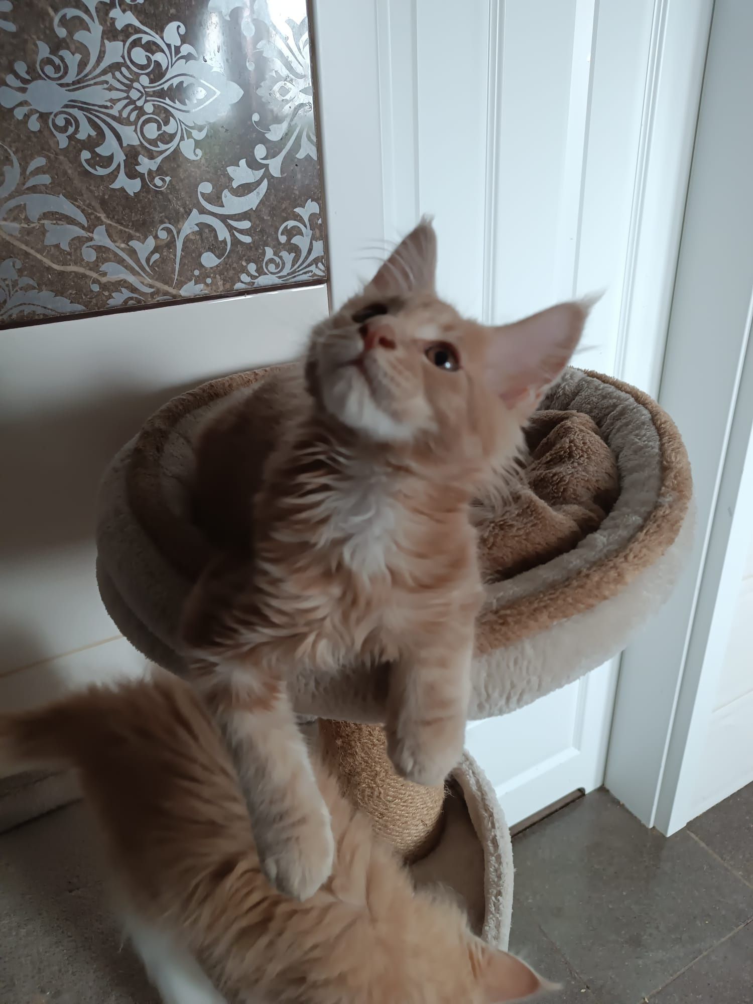 Maine coon FPL.Kotek,,kot rasowy