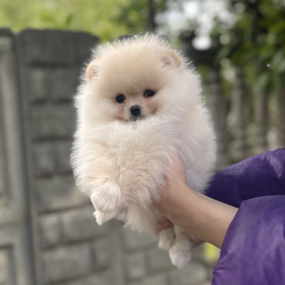 шикарний хлопчик шоу класу.