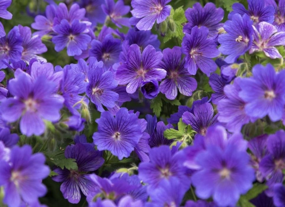 Bodziszek geranium C2