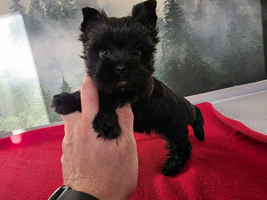 York Yorkshire Terrier Black śliczny malutki xxs czarny chłopiec