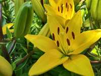Лилия крупная желтая, растение с луковицей